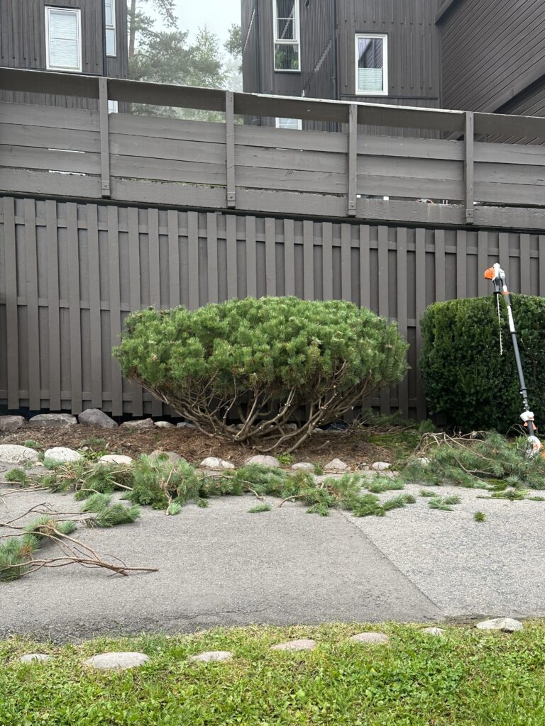 Ogrodnik Białystok- Pielęgnacja kosodrzewiny