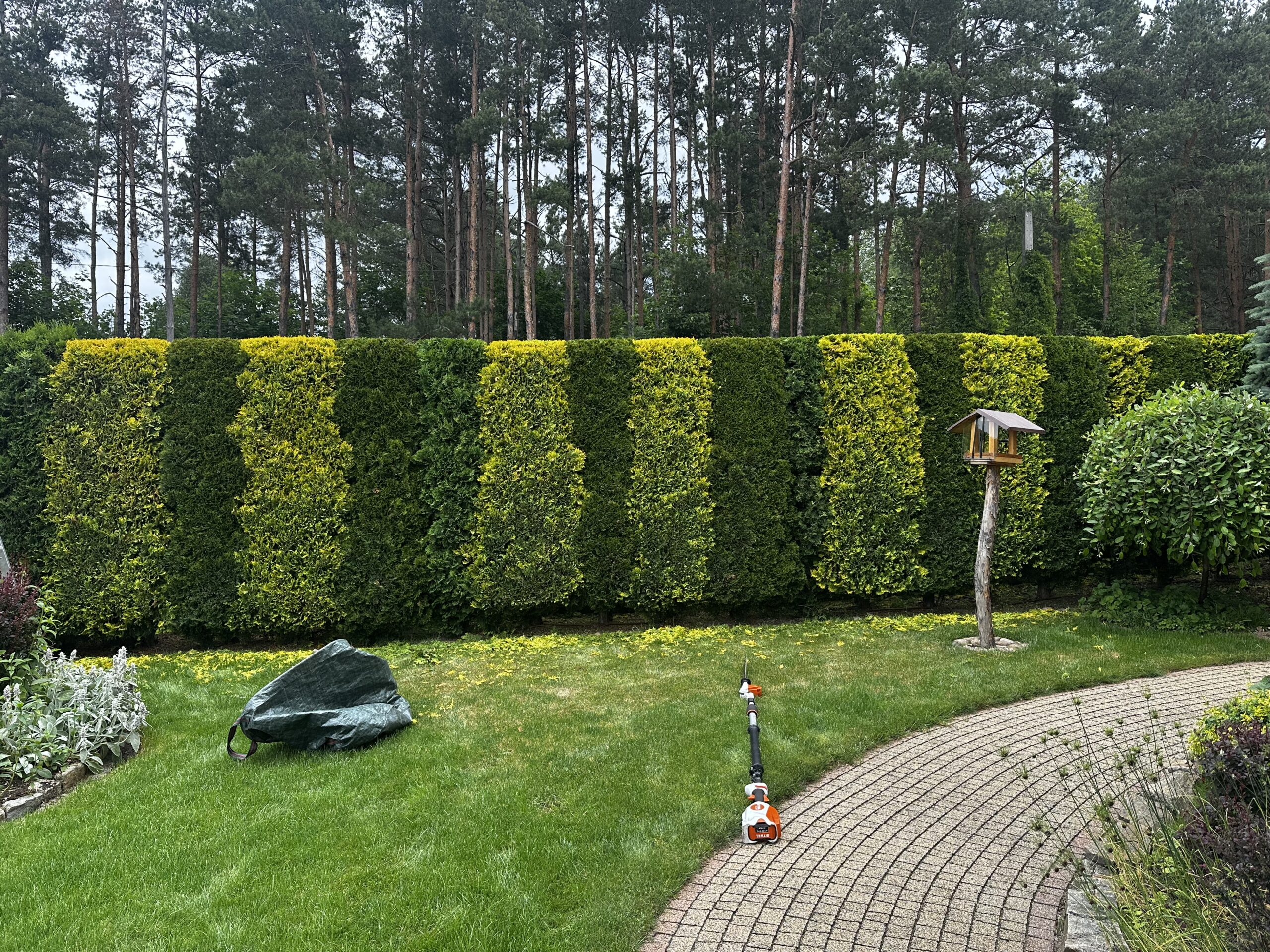 strzyżenie żywopłotu  przed i po